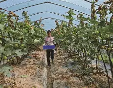 苴覐iG?B驲?F%(igfbp3和igf2bp2)